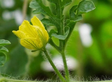 The Life Cycle of a Watermelon | Twinkl Teaching Wiki