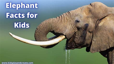 Discover the Amazing World of Elephants: Elephant Facts for Kids - Kids ...