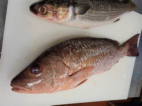 Mullet Fish Cooked at Mark Cristobal blog