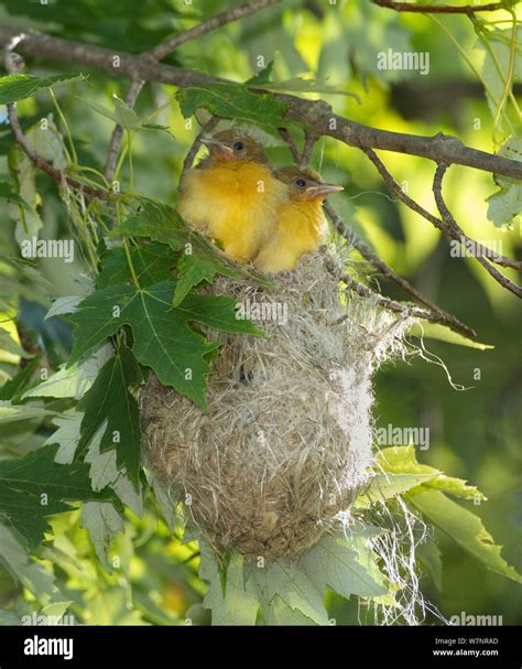 Baby Oriole