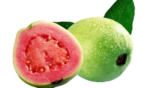 Image result for Dwarf Guava Tree