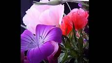 fiori e breve buongiorno con i fiori fiori e breve buongiorno con i fiori