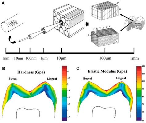 Progress in the Application of Biomimetic Mineralization for Tooth Repair
