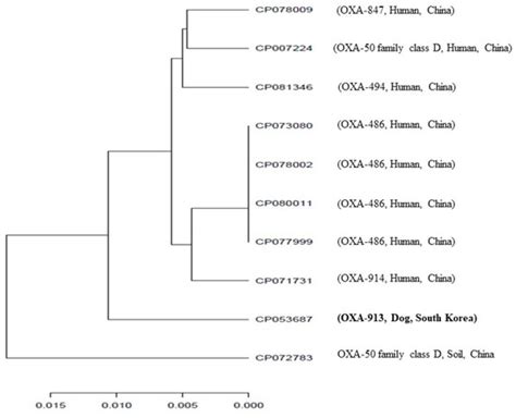 Imipenem Resistance Mediated by blaOXA-913 Gene in Pseudomonas aeruginosa