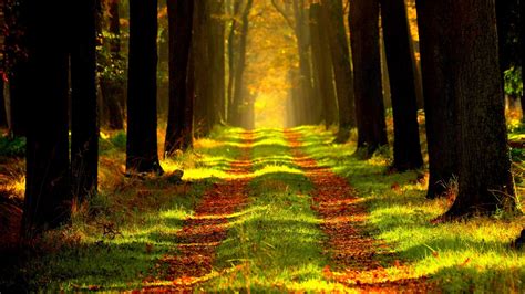Download wallpaper 1280x720 forest, autumn, path, fog hd, hdv, 720p hd ...
