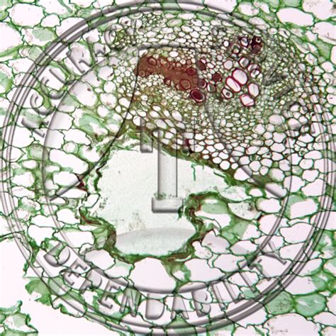 Image result for Bacteria Microscope Slides