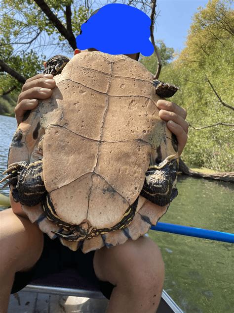 Turtle Dock for Basking : r/turtle