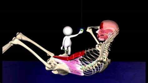 How Muscles Grow Animation 的图像结果