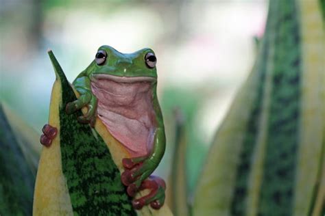 Image result for Funny Tree Frog