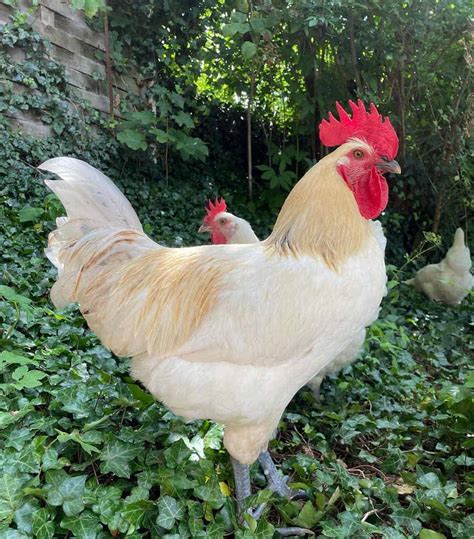Bresse Chicken: Appearance, Size, Eggs, Raising and More