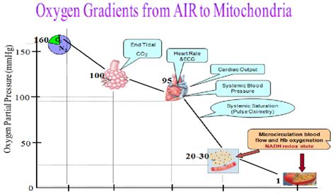 Image result for Oxygen Concentration Gradient