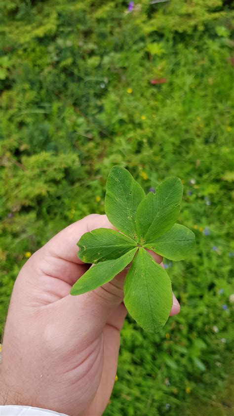 Six leaf clover : r/mildlyinteresting