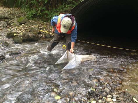 Healthy stream, healthy bugs | Encyclopedia of Puget Sound