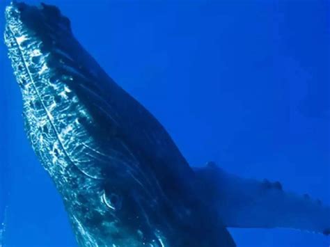 Humpback whale swallows kayaker, releases him moments later; Watch ...