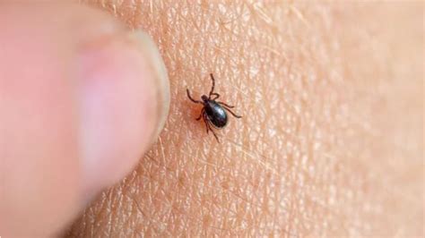 ¿Qué es la garrapata ‘Hyalomma lusitanicum’, el parásito que se expande ...