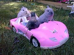 Image result for Adorable Bunnies