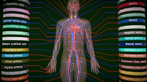 Image result for Circulatory System Model