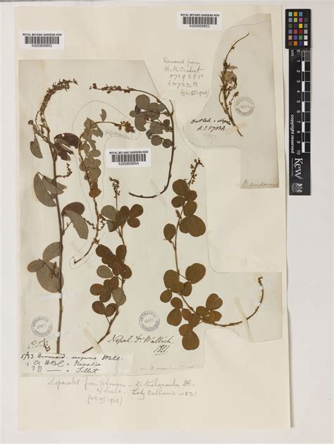 Grona heterocarpos var. strigosa (Meeuwen) H.Ohashi & K.Ohashi | Plants ...