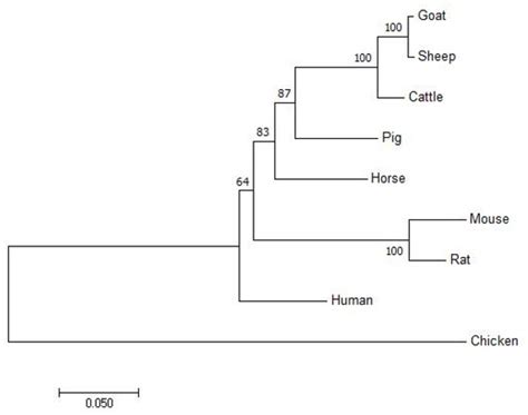 Polymorphisms of the Growth Hormone Releasing Hormone Receptor Gene ...