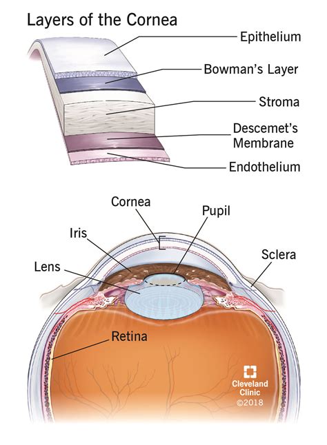 Eye Cornea Sclera L.A.Times Crossword Corner: Greg Johnson