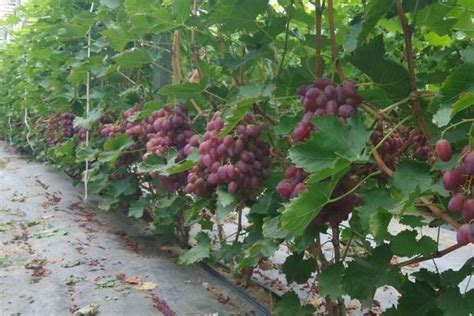 葡萄的种植方法和技术 - 致富热