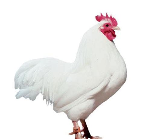 White Plymouth Rock Chicken