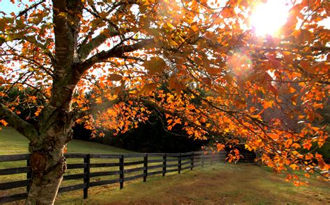 Funnel Vision Tree Fall 的图像结果