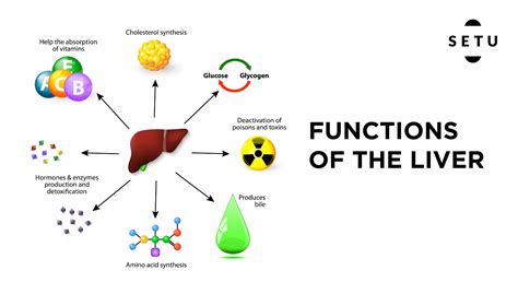 Detox Drink for Liver - Try this Easy Liver Detox Juice – Setu Nutrition