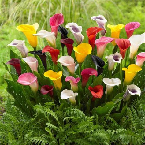 Calla Lily Flower Bulbs | Vibrant Mix Colors | Freshly Packed