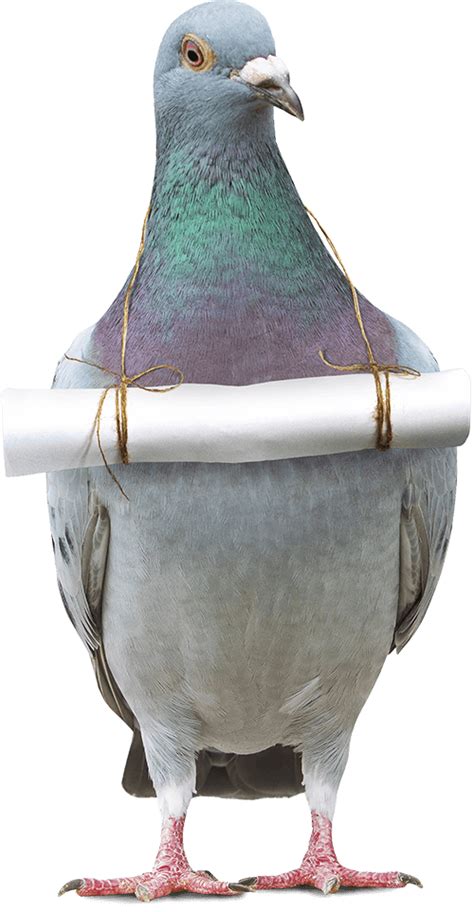 Chicken 的图像结果