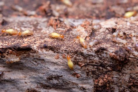 Learn About Drywood Termites | Termite Control Naples, FL