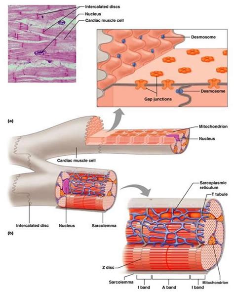 Image result for Cardiac Muscle Labelled Diagram