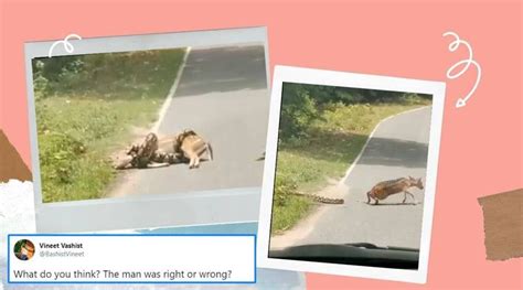 Image result for Python Attacks Deer