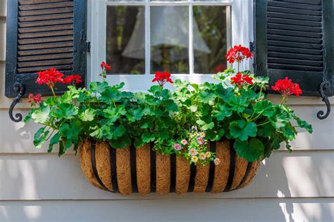 Window Box Flowers 的图像结果