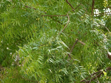 மரம் என்னும் அட்சயபாத்திரம் - இனிது