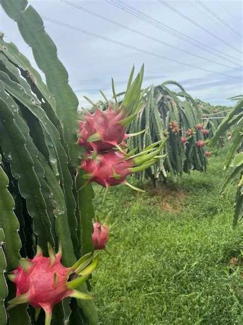 Fresh Dragon Fruit 2024 - Ready To Export To Market Red/white Color _ Contact Via Wa +84 838 366 ... - where to buy yellow dragon fruit