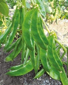 Naik Supply Dolichos Seed Price in India - Buy Naik Supply Dolichos ...