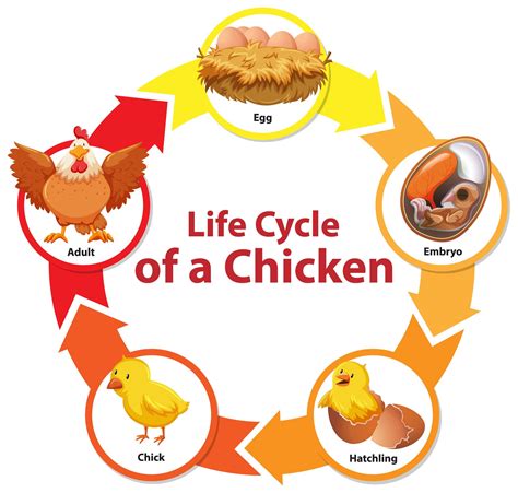 Life Cycle Of A Chicken