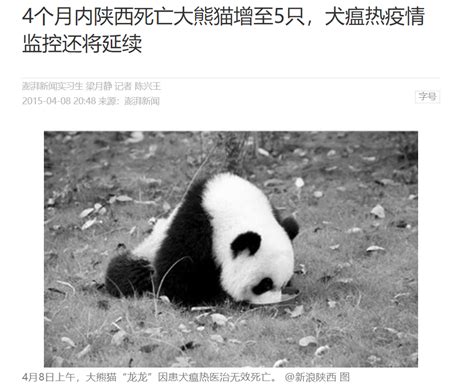 暖暖成首只被退回的熊猫，一年400万吃垮动物园-搜狐大视野-搜狐新闻
