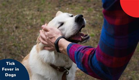 Tick Fever in Dogs: Symptoms, Prevention & Protection Tips | Zigly