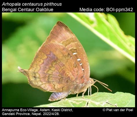 Arhopala centaurus pirithous | Butterfly