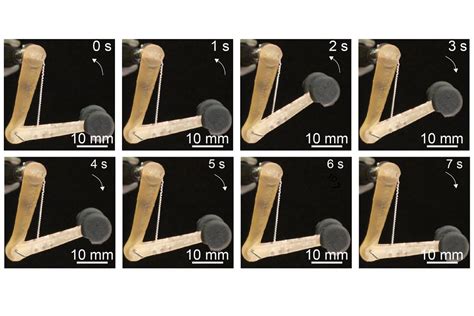 Image result for How to Build Artificial Muscles Move