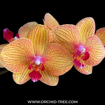 Blooming Orchid | Moth Orchid Flower Colors | Orchid-Tree