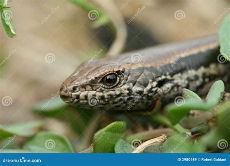 Common garden lizard stock image. Image of animal, common - 2980989