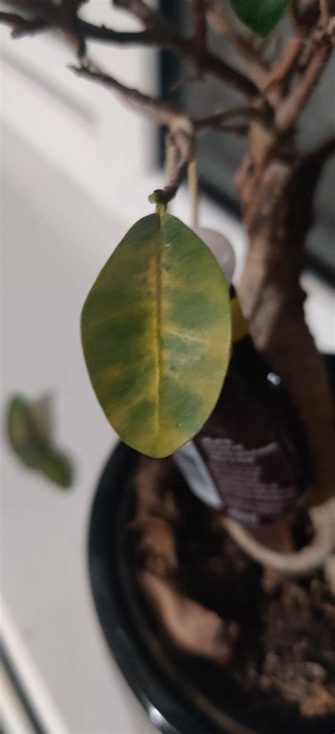 Why is my Ginseng dying? : r/HouseplantsUK