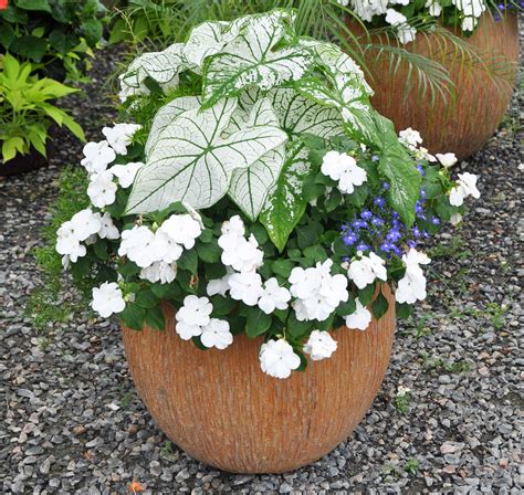 Shade Container Combo: Caladium and Impatiens
