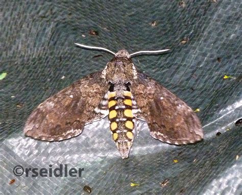 Carolina sphinx Manduca sexta (Linnaeus, 1763) | Butterflies and Moths ...
