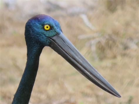 LOTUSBIRD LODGE (Yarraden) - Lodge Reviews & Photos - Tripadvisor