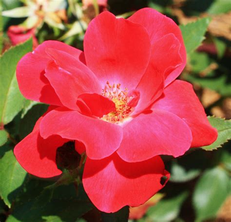 Growing and Caring for Knock Out Roses | Dengarden