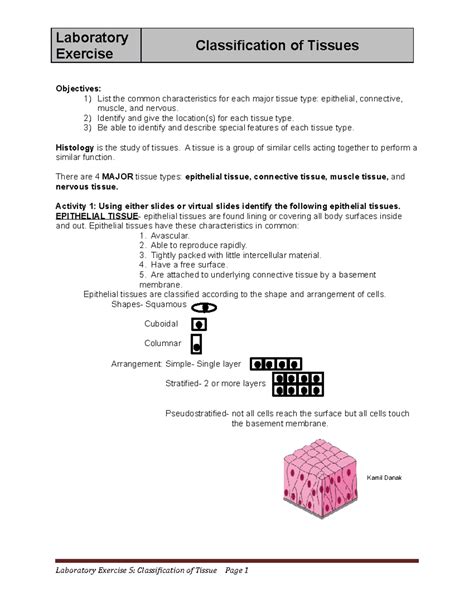 Classification Of Tissues Worksheet